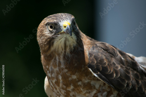 Close up of a Hawk