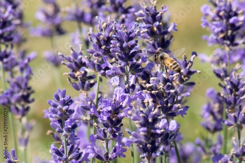 Bee on Lavender
