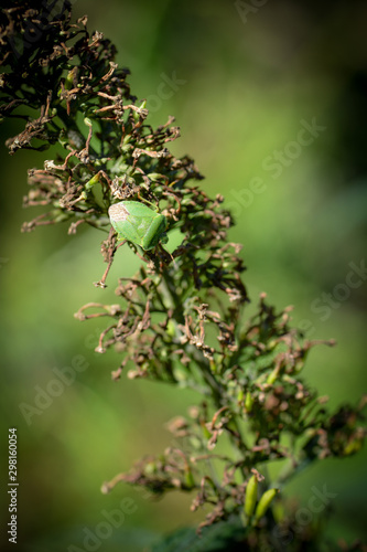 A green stink bug      Palomena prasina     on green plant  in nature