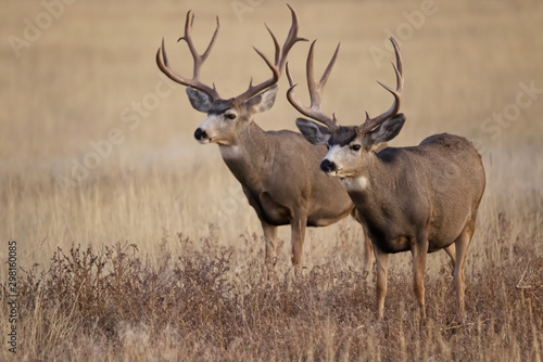 Fototapeta Naklejka Na Ścianę i Meble -  Mule Deer Bucks Sunset Prairie Rocky Mountain Arsenal Wildlife Preserve
