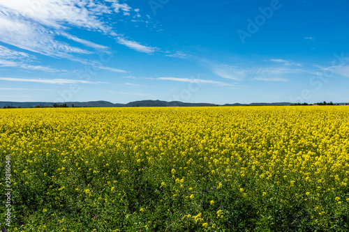 Yellow rapeseed field in Bellevue, Idaho, USA