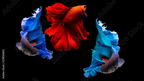 Capture the moving moment of fighting fish isolated on black background ( Betta fish )