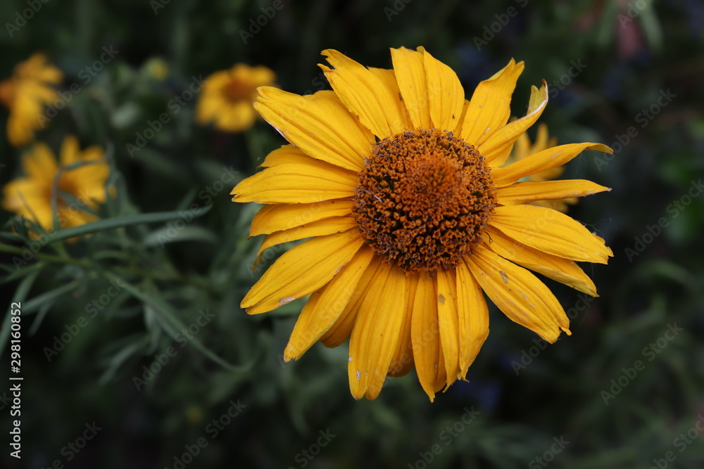 bee on sunflower bee on sunflower