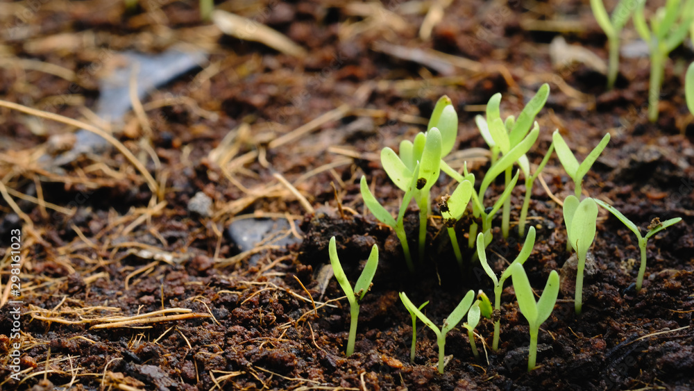 selective Close-up of green seedling, Green salad growing from seed, Organic salad in the garden Plant . selective Close-up of green seedling, Green salad growing from seed, Organic salad in the garden Plant .