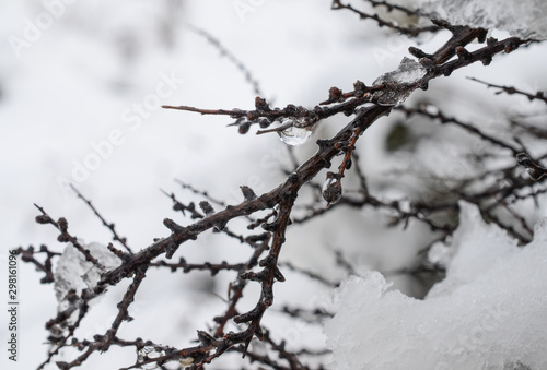 branches covered with snow and ice