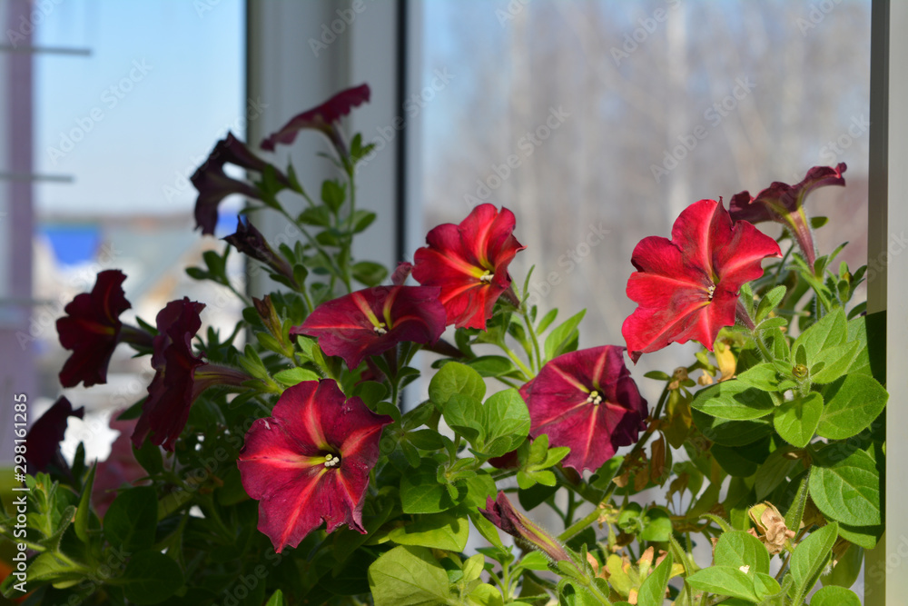 Petunia flowers in small urban garden on the balcony in summer day. Bright vibrant flowering plant.