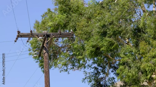 HIGH WINDS WHIP TREE BRANCHES NEAR HIGH VOLTAGE POWER LINES.  4K.  NO PEOPLE.