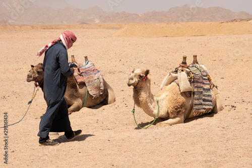 Canvas-taulu Beduin And Camels