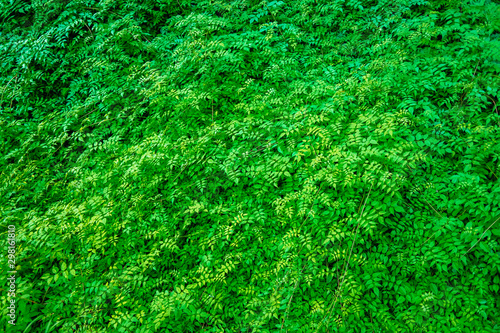 Vegetation wall of green leaves to use as a natural background.