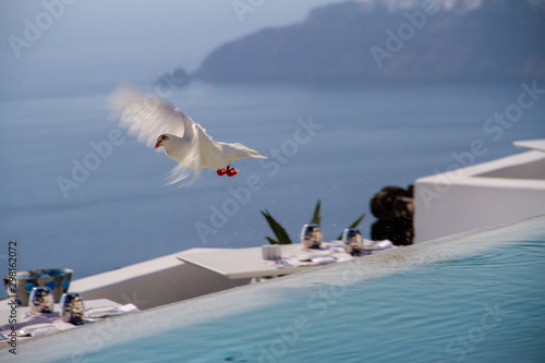 Peace dove flying out to sea