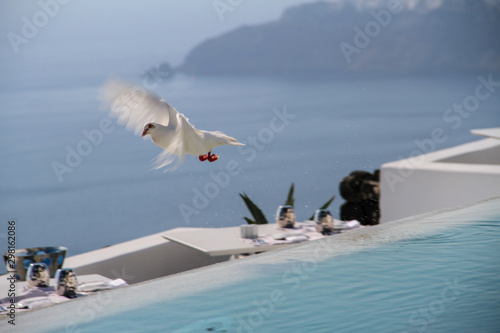 Peace dove flying out to sea