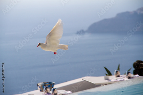 Peace dove flying out to sea
