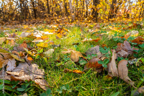 fallen orange leaves lie on the bright and moist grass