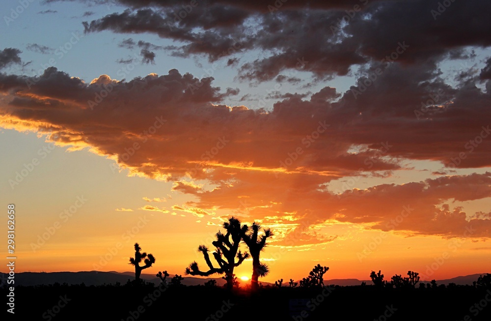 Joshua trees are silhouetted in this California high desert sunset.