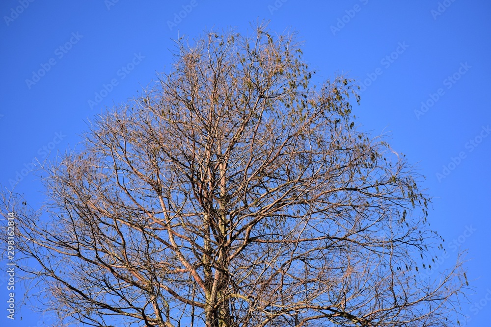 Bare tree branches against blue sky. Bare tree branches against blue sky.