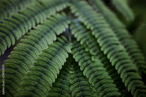 Abstract green fern  backgground in nature.