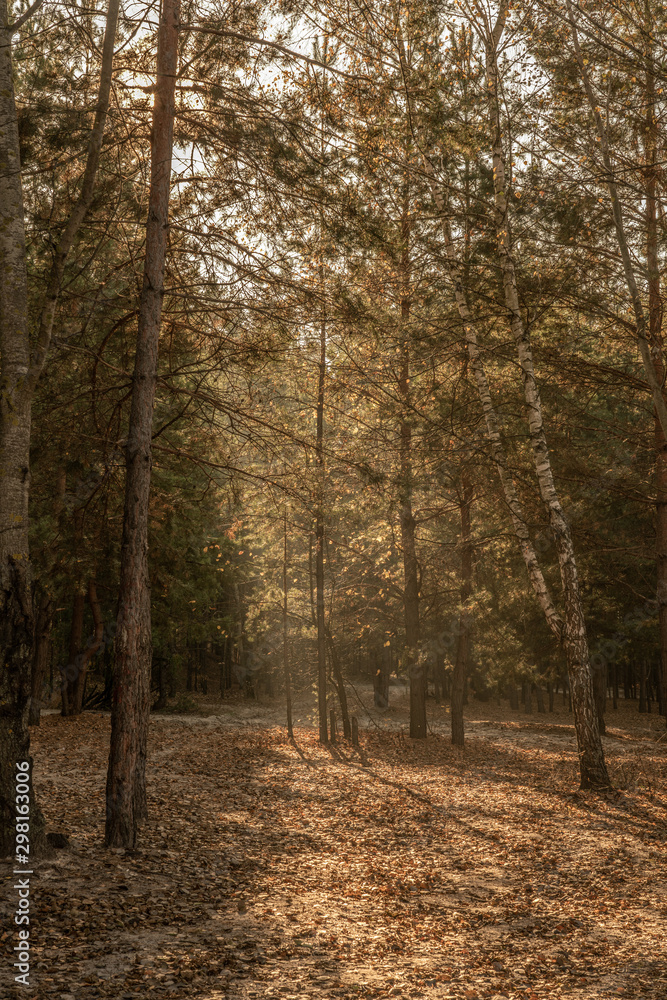 morning in the autumn forest, the sun's rays beautifully pass through the morning fog morning in the autumn forest, the sun's rays beautifully pass through the morning fog