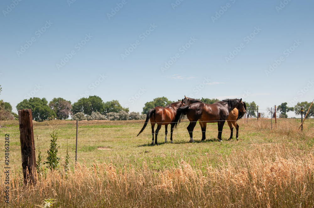 Three horses standing in a fenced pasture Three horses standing in a fenced pasture