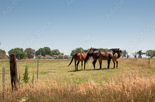 Three horses standing in a fenced pasture © rCarner