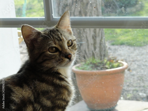 portrait de chat