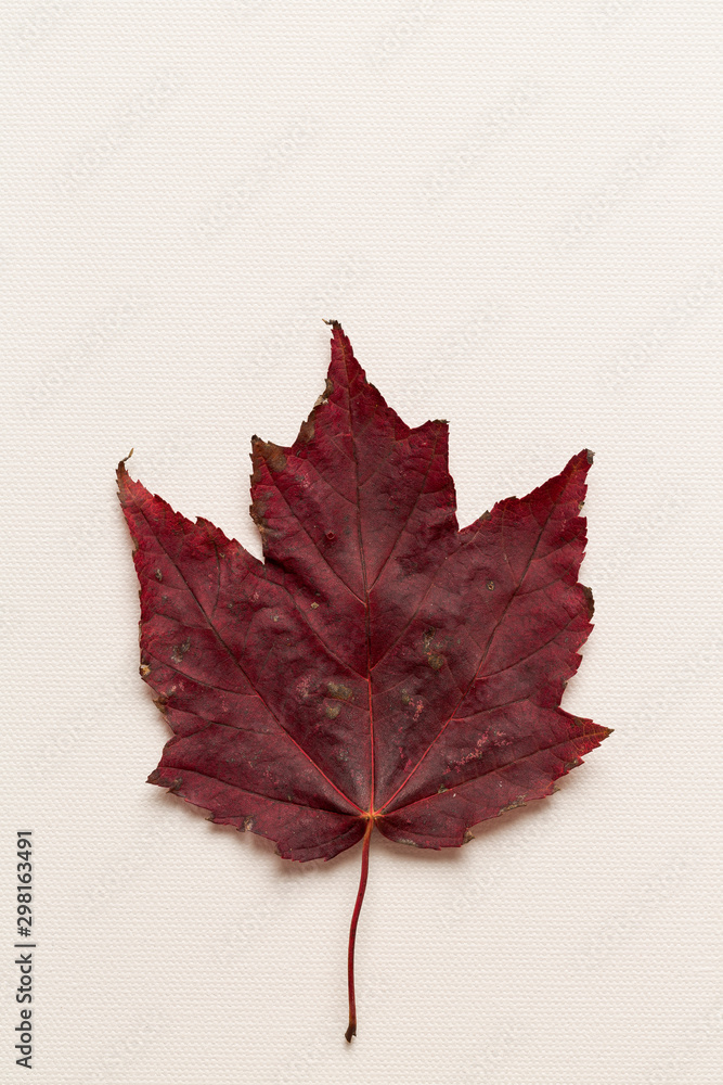 Top view of a single autumn leaf on a white canvas background Top view of a single autumn leaf on a white canvas background