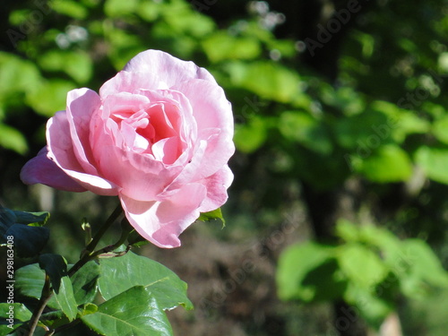 Fleur rose