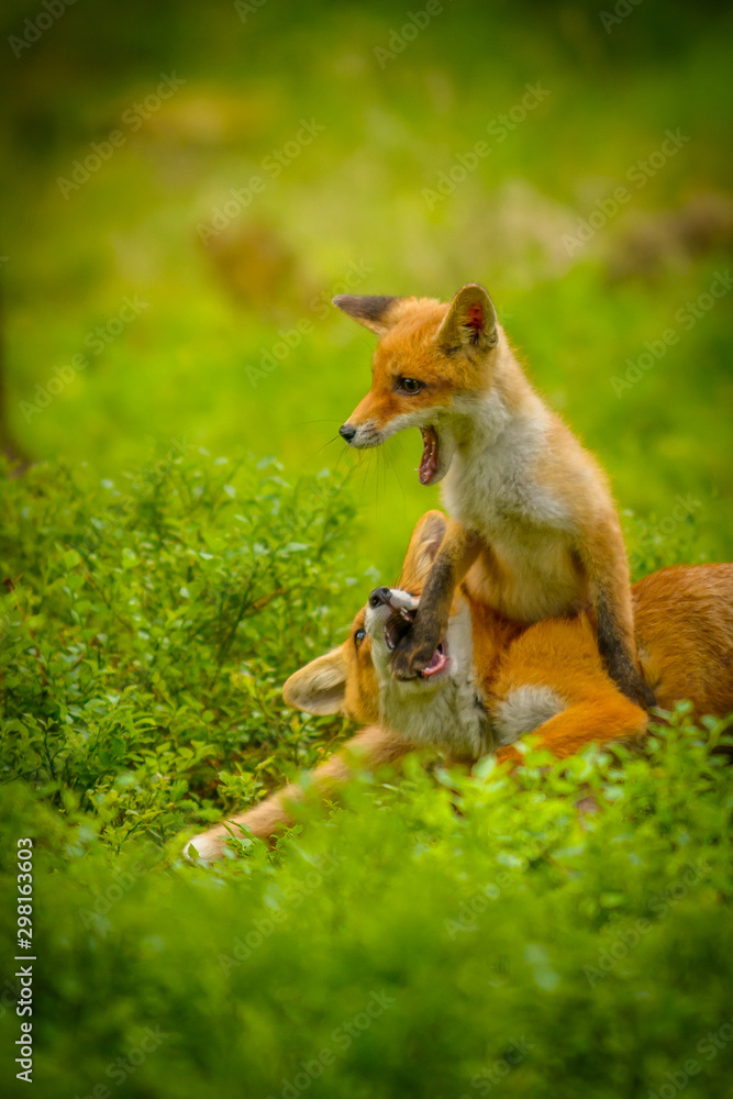 Obraz premium Red fox, vulpes vulpes, adult fox with young