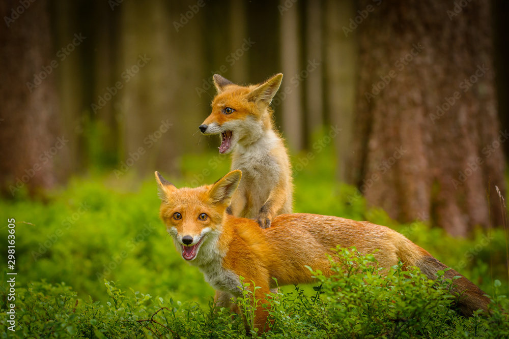 Fototapeta premium Red fox, vulpes vulpes, adult fox with young