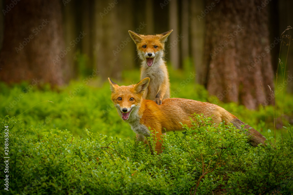 Red fox, vulpes vulpes, adult fox with young Red fox, vulpes vulpes, adult fox with young