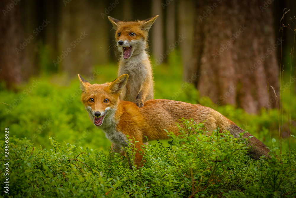 Red fox, vulpes vulpes, adult fox with young Red fox, vulpes vulpes, adult fox with young