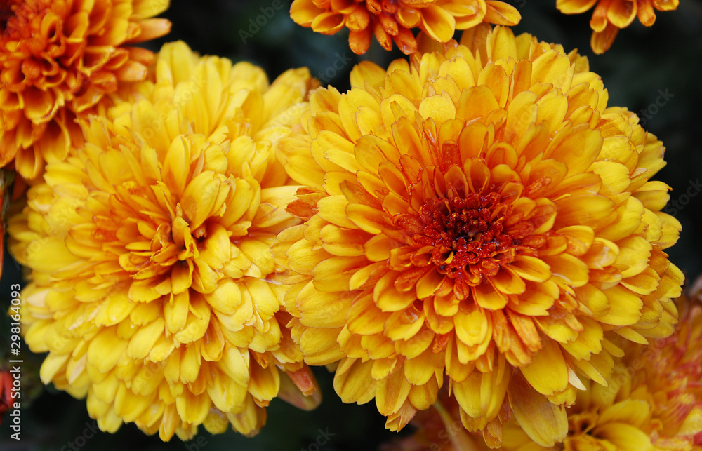 orange chrysanthemums blooming on a sunny autumn day orange chrysanthemums blooming on a sunny autumn day