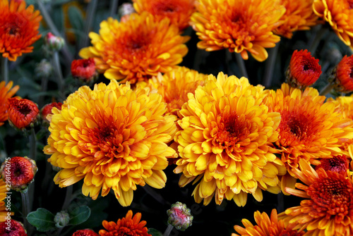  orange chrysanthemums blooming on a sunny autumn day