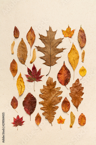 Top view of autumn leaves on a creme hand made textured paper background with copy space