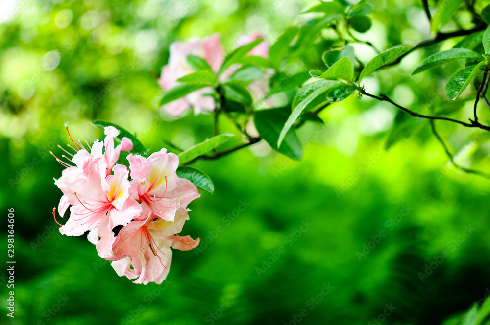 Obraz premium flower in garden