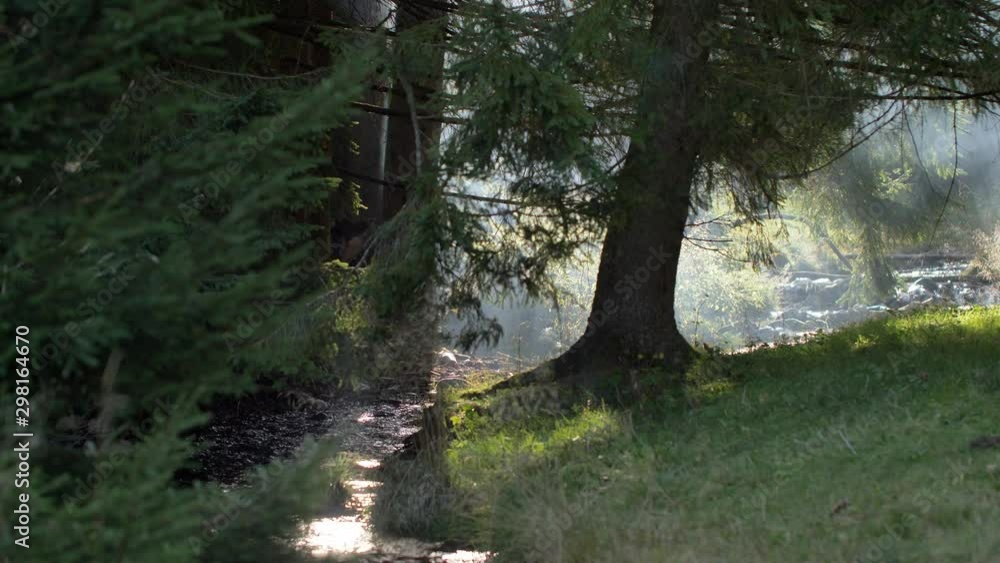 Morning in beautiful wood, with old, great trees. Morning in beautiful wood, with old, great trees.