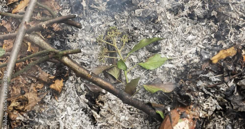 A time lapse video of a green leaf slowly burning and turning into ashes on a pile of dry leaves in autumn. 4k, 4096p, 25fps