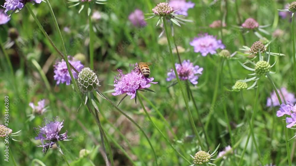 summer landscape of a meadow with green grass and lilac flowers. summer landscape of a meadow with green grass and lilac flowers.