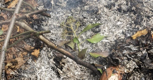 A time lapse video of a green leaf slowly burning and turning into ashes on a pile of dry leaves in autumn. 4k, 4096p, 25fps