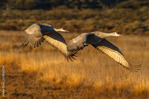 Sandhill Cranes in formation flight