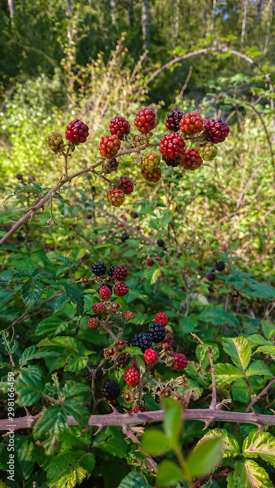 Black and red blackberries in a forest (Rubus ulmifolius)