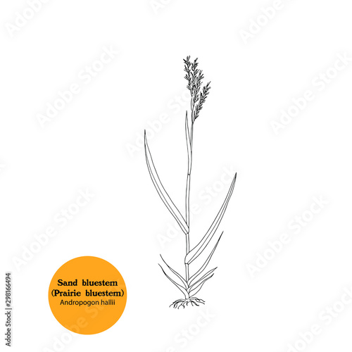 Hand drawing of Sand bluestem, Andropogon hallii plant for forage, fodder, hay, pasture. Meadow herb for grazing. Black and white  illustration.