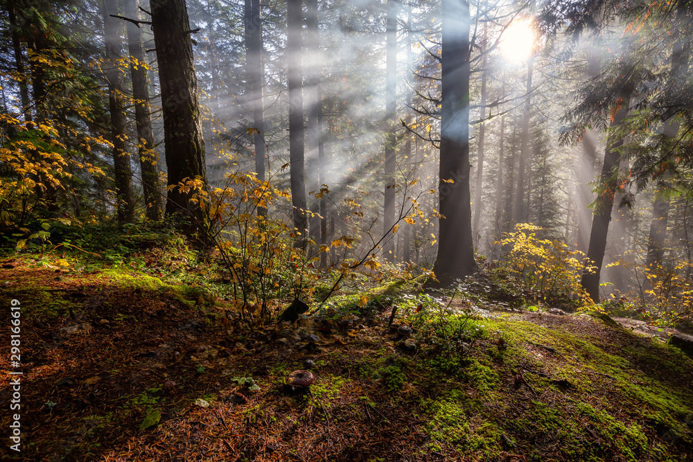 Beautiful Canadian Nature View of the Forest during a foggy morning  sunrise. Taken in Sloquet Hot Springs, Located North of Vancouver, British  Columbia, Canada. Stock Photo | Adobe Stock