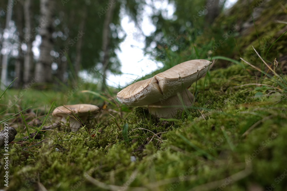 Fototapeta premium various mushrooms in different colors and sizes