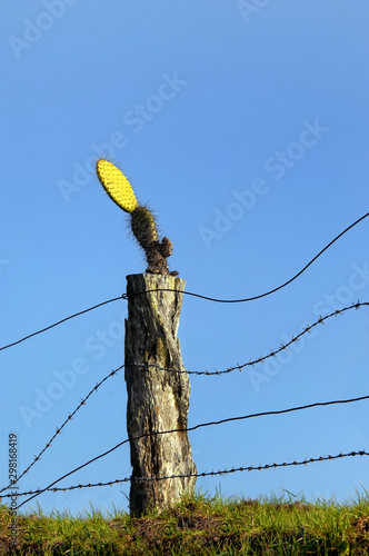 Brave Cactus Insists on Growing From Fence Post photo