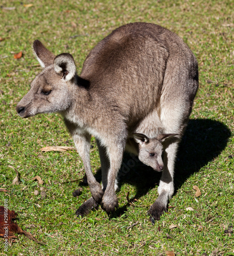 Fototapeta Naklejka Na Ścianę i Meble -  kangaroo with baby