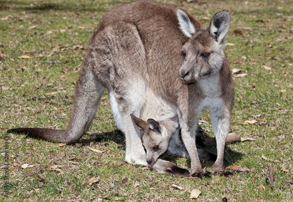 kangaroo with baby kangaroo with baby