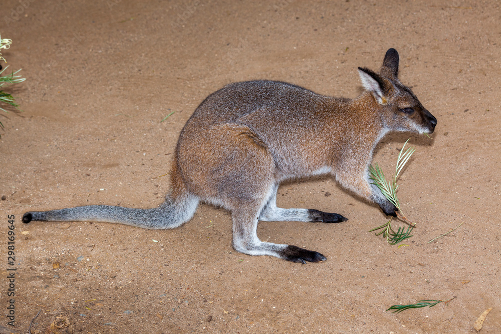 rock wallaby rock wallaby