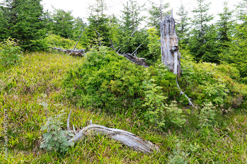 Summer Landscape in the Mountain Jesenik, Czech  Republic photo