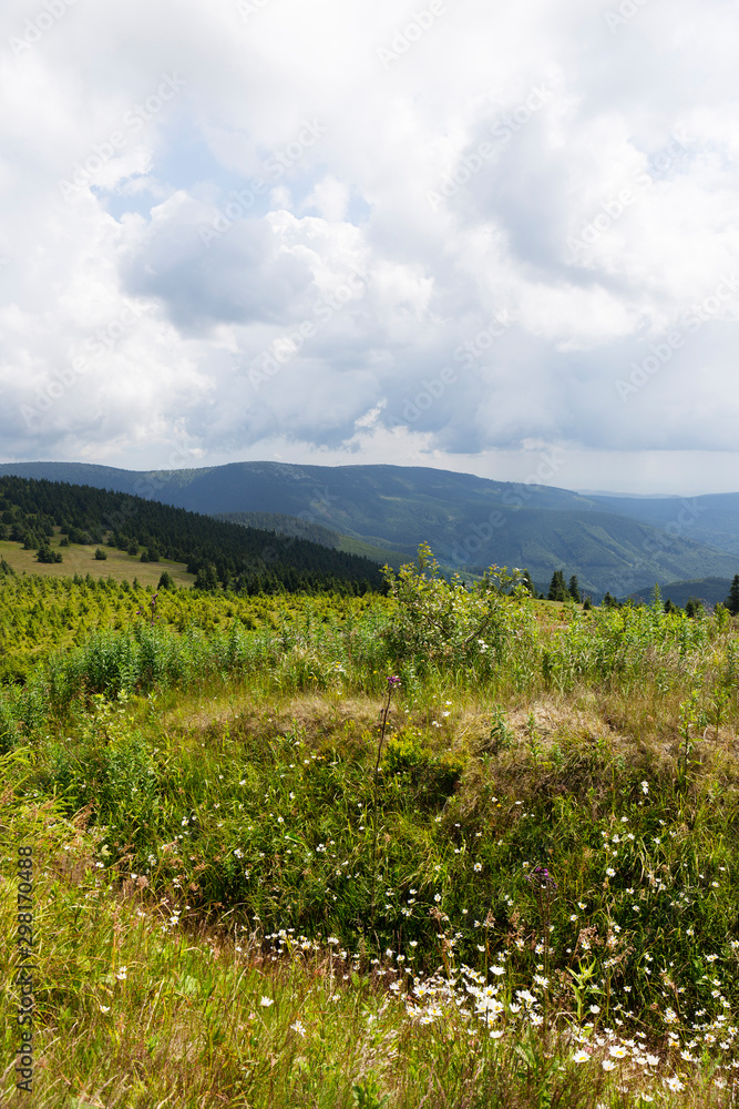 Summer Landscape in the Mountain Jesenik, Czech  Republic