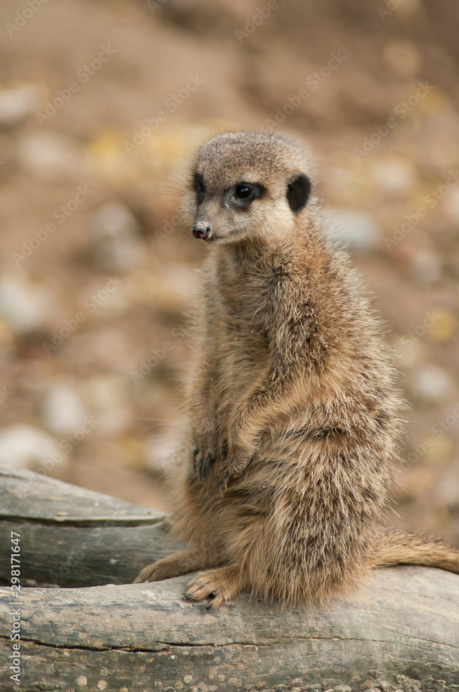 Fototapeta premium closeup of meerkat standing on tree trunk